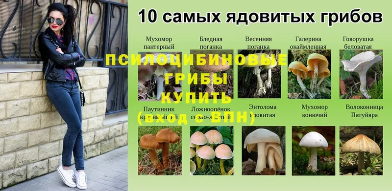 Галлюциногенные грибы Psilocybine cubensis  купить наркоту  Гусь-Хрустальный 